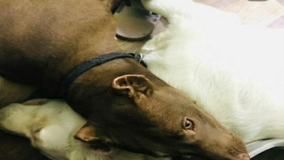 Lucknow News: नगर-निगम के पिंजरे में कैद हुआ आदमखोर पिटबुल जिसने ली थी अपनी मालकिन की जान UP Tak