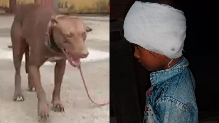 लखनऊ-मेरठ के बाद अब गाजियाबाद में Pitbull का आतंक! पिटबुल कुत्ते ने बच्ची का काट खाया कान UP Tak