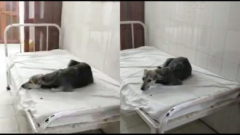 चंदौली: सरकारी अस्पताल में मरीज के बेड पर आराम फरमाता दिखा कुत्ता, CMO ने दिए जांच के आदेश UP Tak