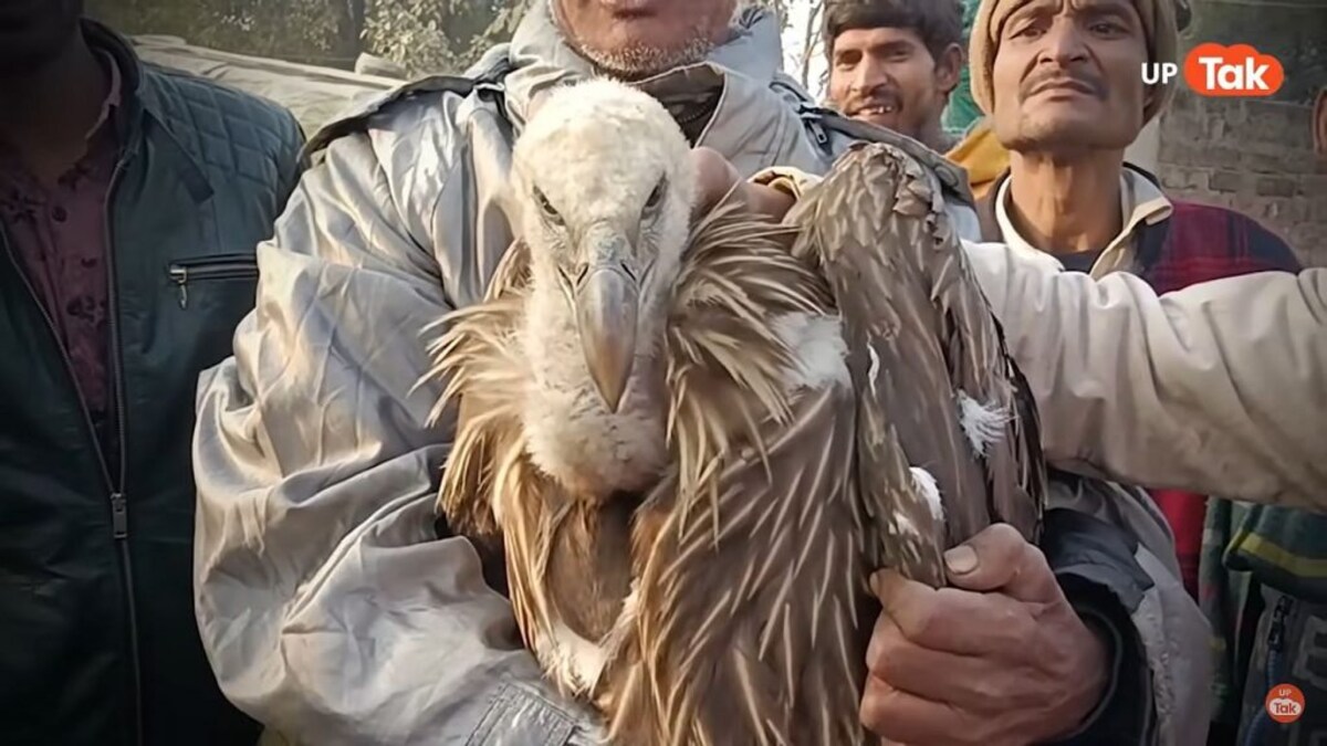 कानपुर: मिला विलुप्त हो चुका सफेद हिमालयन गिद्ध, एक्सपर्ट से लेकर आम लोग तक हैरान, देखें UP Tak