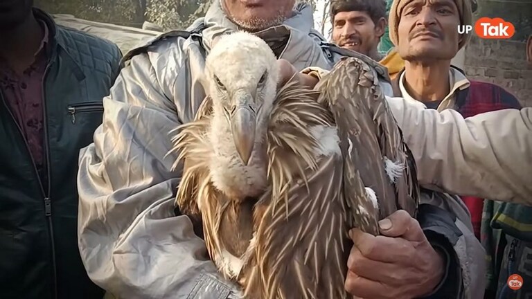 कानपुर: मिला विलुप्त हो चुका सफेद हिमालयन गिद्ध, एक्सपर्ट से लेकर आम लोग तक हैरान, देखें UP Tak