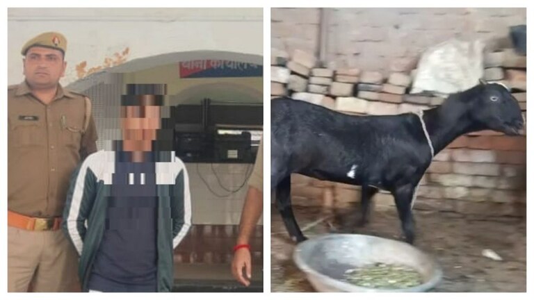 मुजफ्फरनगर में युवक ने किया बकरी से कुकर्म! चिल्लाने की आवाज सुन आई महिला तो धक्का दे भागा UP Tak