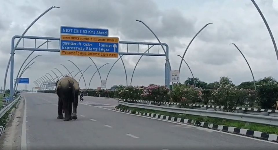 आगरा-लखनऊ एक्सप्रेसवे पर हथिनी अनारकली के 4KM तक चलने के मामले में महावत को भेजा गया जेल UP Tak