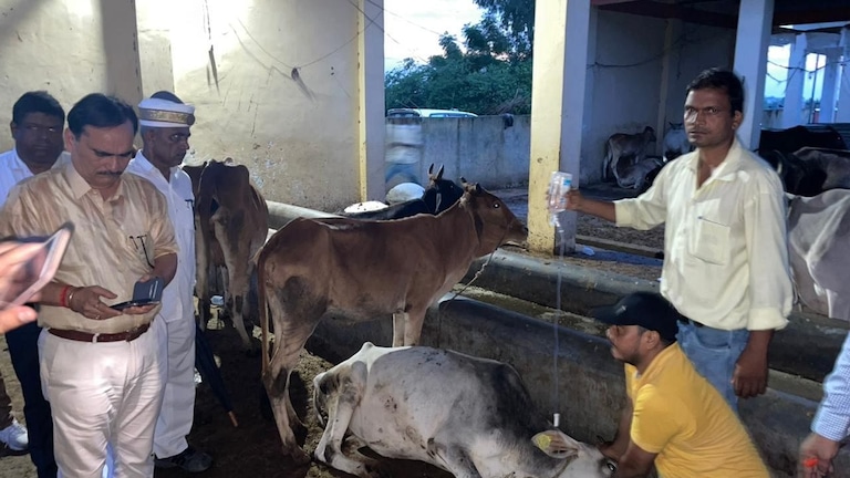 अमरोहा: गौशाला में 25 गायों की मौत, सीएम योगी ने कहा- दोषियों को बख्शा नहीं जाएगा UP Tak