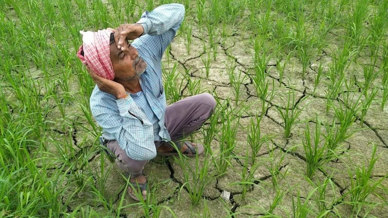 यूपी: सूखे से कृषि क्षेत्र में संकट के बादल, इंद्रदेव और प्रशासन की बेरुखी से किसान परेशान UP Tak