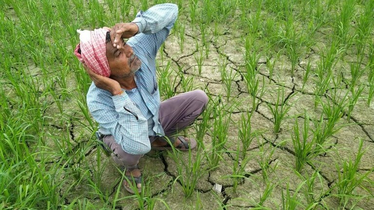 यूपी: सूखे से कृषि क्षेत्र में संकट के बादल, इंद्रदेव और प्रशासन की बेरुखी से किसान परेशान UP Tak