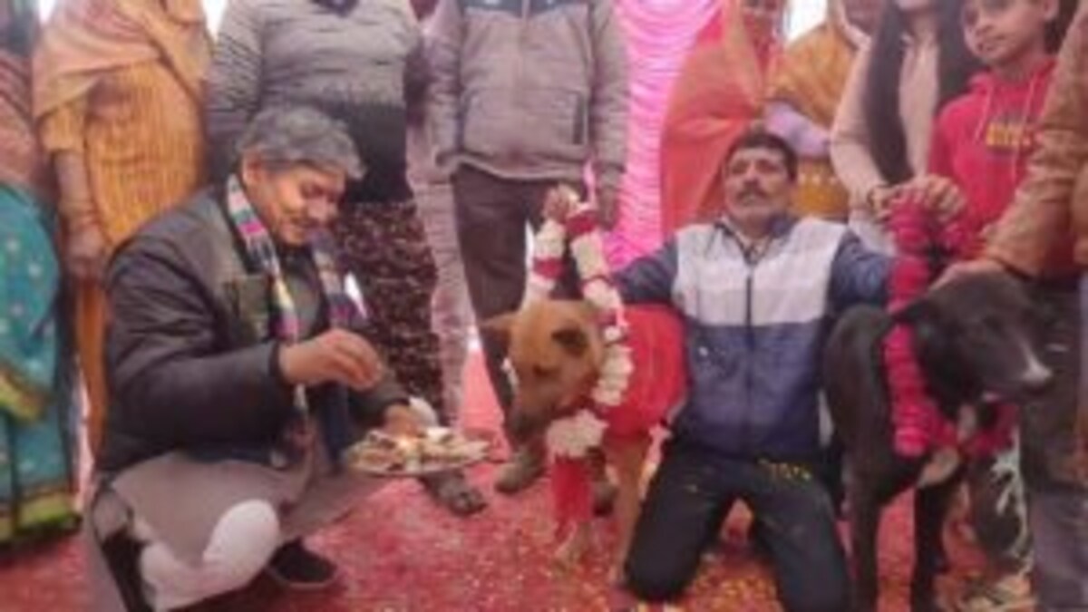 अलीगढ़: टॉमी और जैली की अनोखी शादी, कुत्तों के विवाह में गांव वाले बने बाराती, दावत भी हुई UP Tak