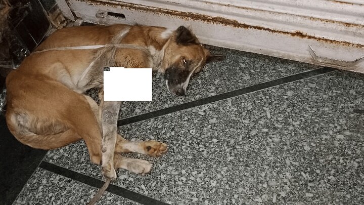 अलीगढ़: किसी ने हथियार से काट दिया डॉगी का पैर, BJP महिला नेता ‘शेरू’ को लेकर पहुंची थाने UP Tak