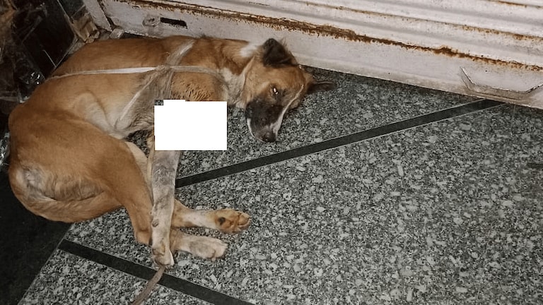 अलीगढ़: किसी ने हथियार से काट दिया डॉगी का पैर, BJP महिला नेता ‘शेरू’ को लेकर पहुंची थाने UP Tak