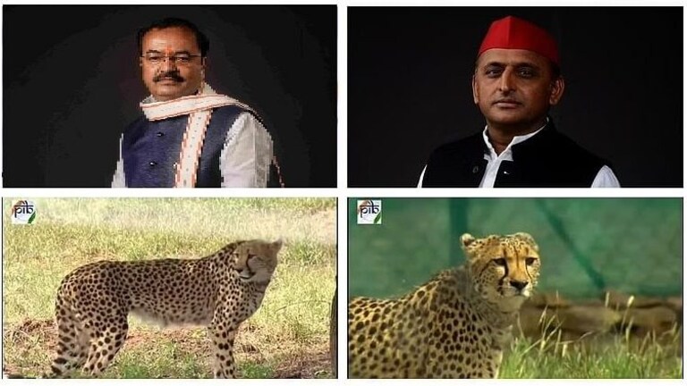 अखिलेश के चीते वाले ट्वीट पर केशव मौर्य ने किया पलटवार, बोले- बिल्ली मौसी भौंक नहीं सकती UP Tak