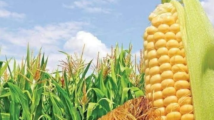 यूपी के इन 24 जिलों में मक्का और 18 जिलों में होगी बाजरे की खरीद, जानें डिटेल UP Tak