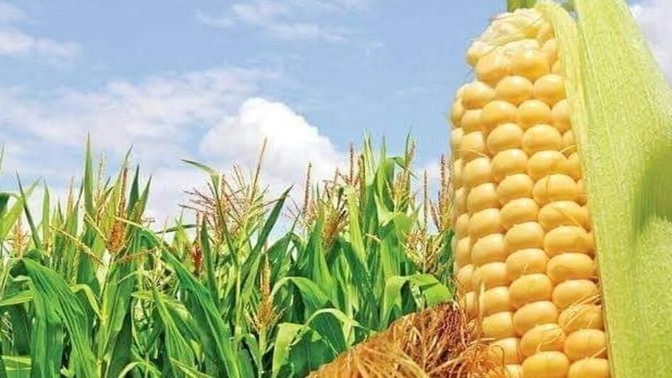 Price of paddy crops increased in Haryana, price of millet and wheat fell, know today's market price here