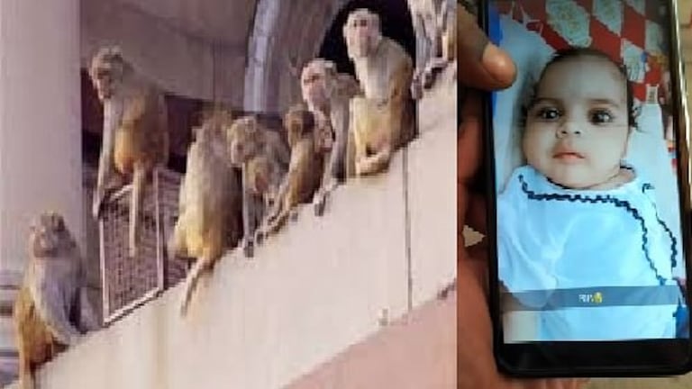 बरेली: बंदरों ने पिता के हाथ से 4 माह का बच्चा छीनकर छत से नीचे फेंका, हुई दर्दनाक मौत UP Tak