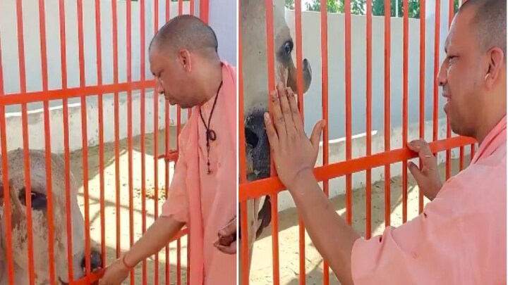 सीएम योगी के नंदी वाले वीडियो पर सपा ने सांडों के हमलों का जिक्र कर उठाए ये सवाल UP Tak