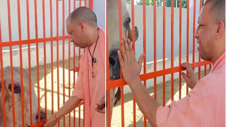 सीएम योगी के नंदी वाले वीडियो पर सपा ने सांडों के हमलों का जिक्र कर उठाए ये सवाल UP Tak