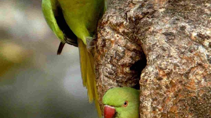 खोए हुए तोते को ढूंढने के लिए महिला लगा रही गुहार, 6 महीने से पुलिस नहीं ढूंढ पाई है UP Tak