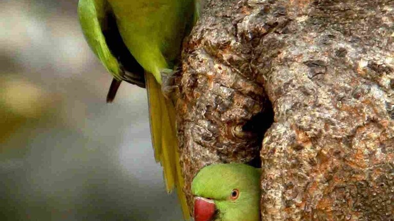 खोए हुए तोते को ढूंढने के लिए महिला लगा रही गुहार, 6 महीने से पुलिस नहीं ढूंढ पाई है UP Tak