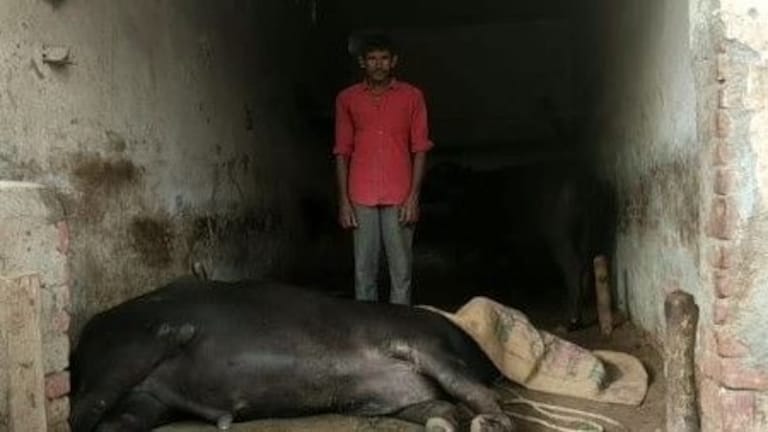 यूपी: जानलेवा बुखार ले रहा पशुओं की जान, अमरोहा में 50 से ज्यादा मौत के दावे UP Tak