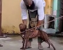 लखनऊ: जिस पिटबुल डॉग ने बुजुर्ग मां को नोंच खाया उसे वापस लाया बेटा, जानिए पूरा मामला UP Tak