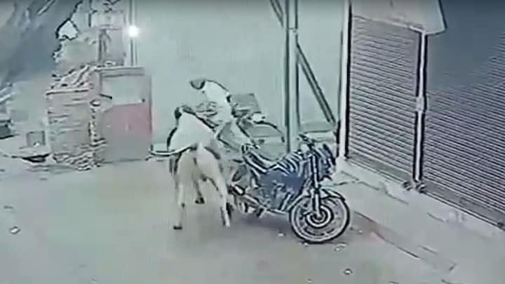 प्रयागराज: साइकिल सवार बुजुर्ग को सांड ने बुरी तरह पटककर कुचला, CCTV में कैद हो गया हादसा UP Tak