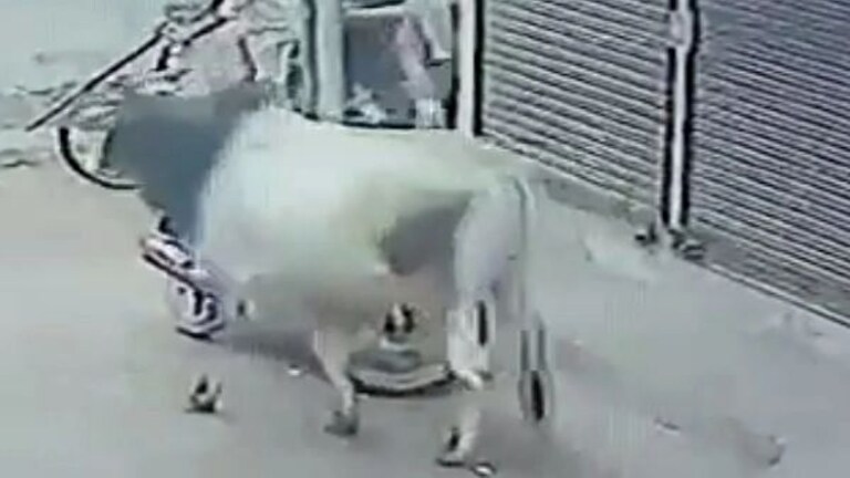 मुजफ्फरनगर: गांव में सांड का इतना खौफ कि उसे पकड़ने वाले को 5000 रुपए ईनाम की हुई घोषणा UP Tak