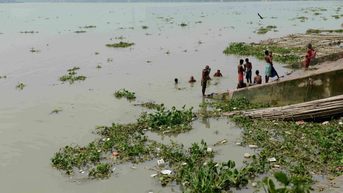 मछलियों के सहारे गंगा नदी को साफ रखने की तैयारी, जानें क्या है यूपी सरकार का प्लान UP Tak
