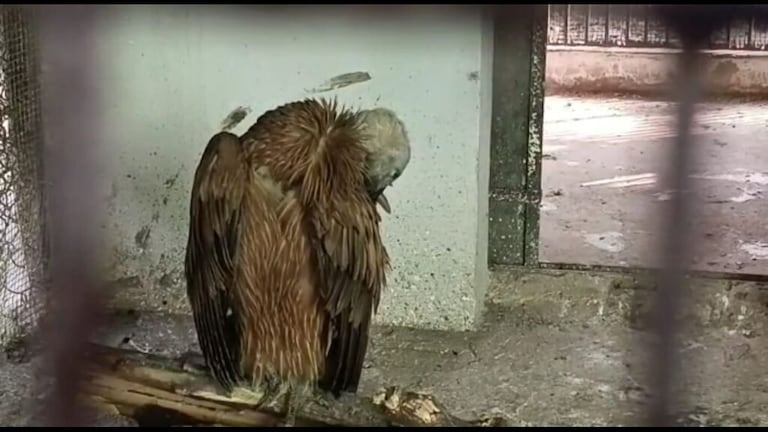 अपने साथी को ढूंढते-ढूंढते UP के इस शहर में जा पहुंचा दूसरा सफेद हिमालयन गिद्ध, फिर हुआ ये UP Tak