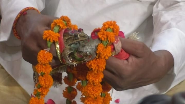 तो इस कारण गोरखपुर में लोगों ने रीति-रिवाज से कराई मेंढक और मेंढकी की शादी UP Tak