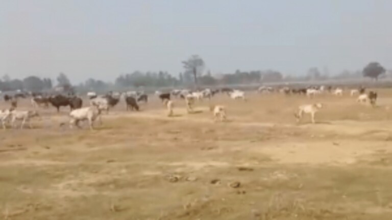 SP एमएलसी का दावा- योगी की सभा से पहले किसानों ने छोड़े आवारा पशु, BJP बोली- झूठा वीडियो UP Tak