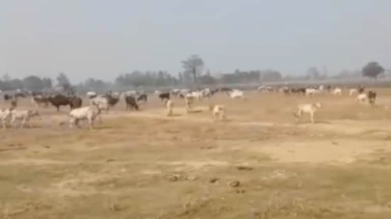 SP एमएलसी का दावा- योगी की सभा से पहले किसानों ने छोड़े आवारा पशु, BJP बोली- झूठा वीडियो UP Tak