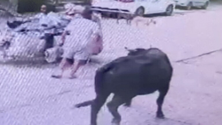 बागपत में छुट्टा सांड का आतंक! सड़क पार कर रहे युवक को हवा में उछालकर पटका, वीडियो वायरल UP Tak