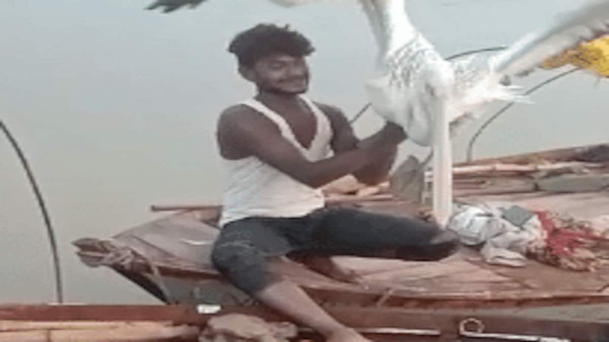 यमुना-बेतवा के संगम में बहते साइबेरियन पंछी की मछुआरे ने बचाई जान, इसका वजन कर देगा हैरान! UP Tak