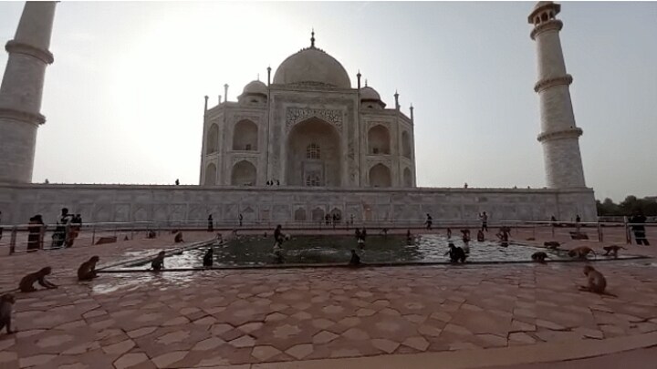 ताजमहल में बंदरों का आतंक खत्म करने के लिए 4 करोड़ का ठेका, पहले चरण में होगी 500 की नसबंदी UP Tak
