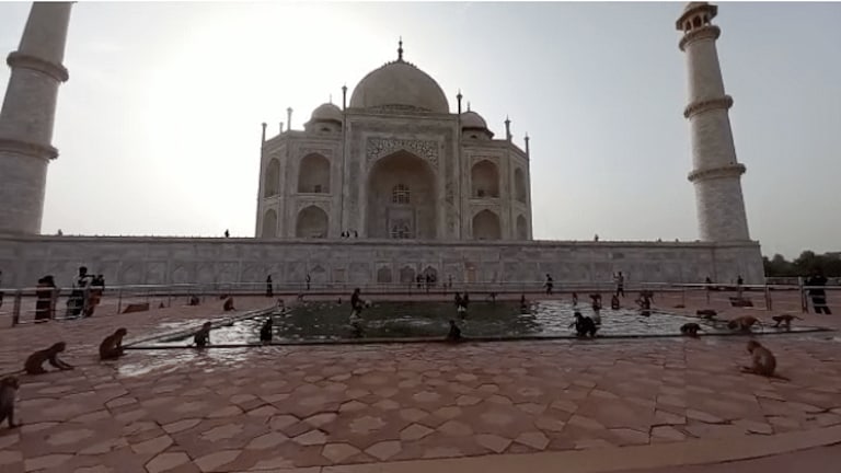 ताजमहल में बंदरों का आतंक खत्म करने के लिए 4 करोड़ का ठेका, पहले चरण में होगी 500 की नसबंदी UP Tak