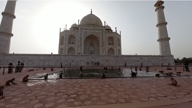 ताजमहल और आगरा किले के पास पाए जाने वाले बंदरों-कुत्तों की हो रही नसबंदी, जानें आकंड़ा UP Tak