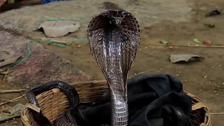 बांदा में सोते समय जहरीले सांप ने मां और उसके दो बेटे को डसा, दोनों सगे भाइयों की दर्दनाक मौत UP Tak