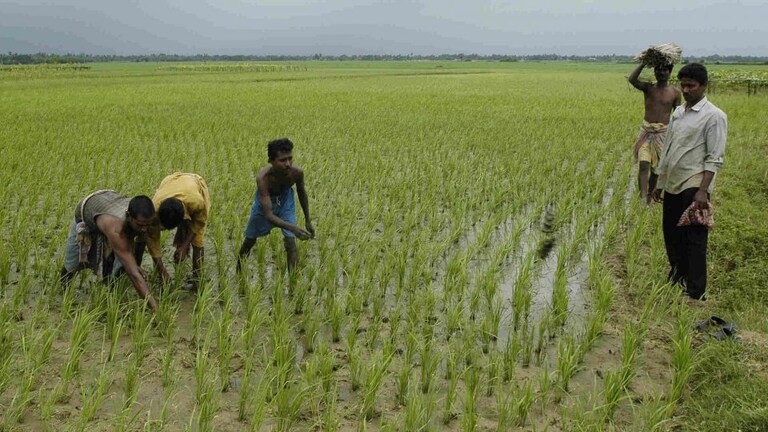 SP-BJP के वादों से MSP का मुद्दा सुलझ पाएगा? जानिए किसानों को कितनी राहत मिलेगी UP Tak
