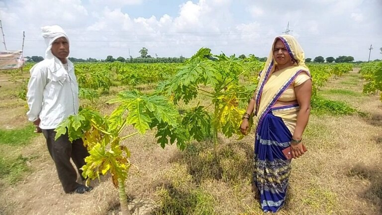 इटावा: ताइवानी ‘रेड लेडी’ पपीते की खेती कर आत्मनिर्भर बनीं राधा, होगी लाखों में कमाई! UP Tak