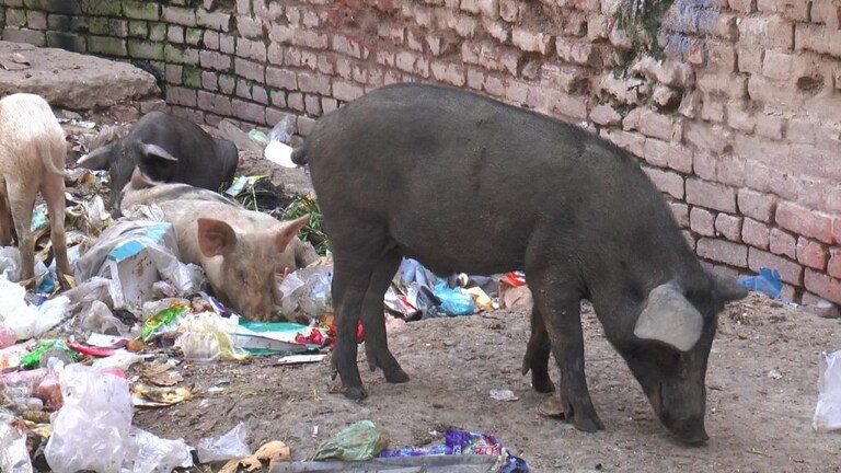 लंपी वायरस के बाद इटावा में अफ्रीकन स्वाइन फीवर का कहर, सैकड़ों सुअर काल के गाल में समाए UP Tak
