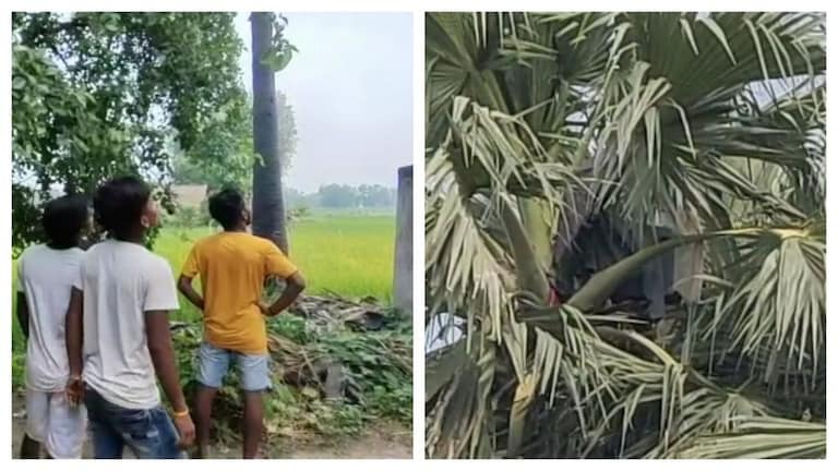 मऊ: खूब होता था झगड़ा, पत्नी पीटती भी थी, नाराज होकर पति एक महीने से रह रहा ताड़ के पेड़ पर! UP Tak