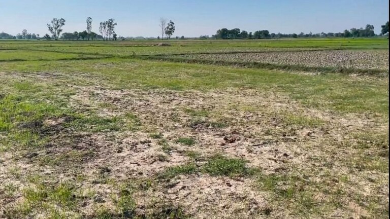 पूर्वी UP के किसानों को राहत की उम्मीद, 18 जुलाई के बाद बारिश का अनुमान- मौसम विभाग UP Tak