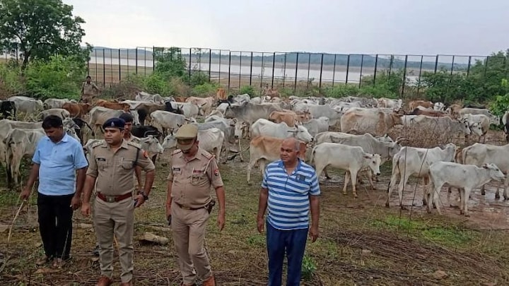चंदौली: पुलिस ने 236 गोवंश किए बरामद, पशु तस्कर इस तरह करते थे पश्चिम बंगाल में तस्करी UP Tak