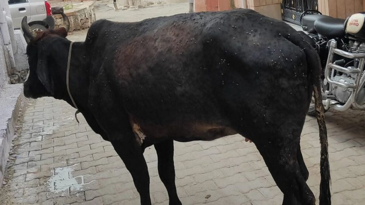 UP: लम्पी त्वचा रोग की रोकथाम के लिए अलर्ट मोड पर आई योगी सरकार, ये दिशा-निर्देश किए जारी UP Tak