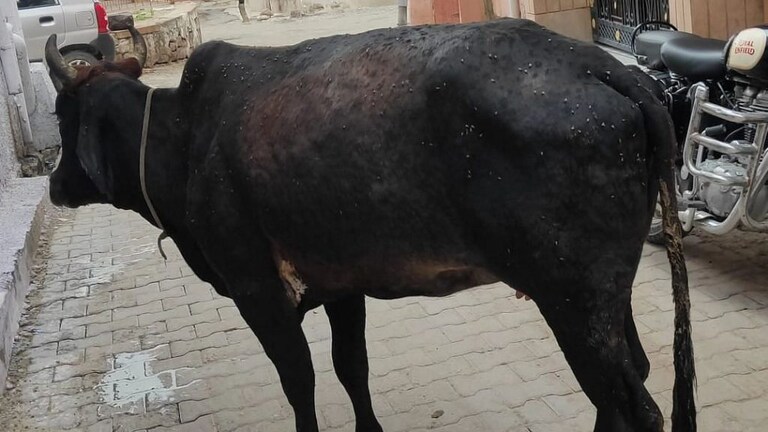 UP: लम्पी त्वचा रोग की रोकथाम के लिए अलर्ट मोड पर आई योगी सरकार, ये दिशा-निर्देश किए जारी UP Tak