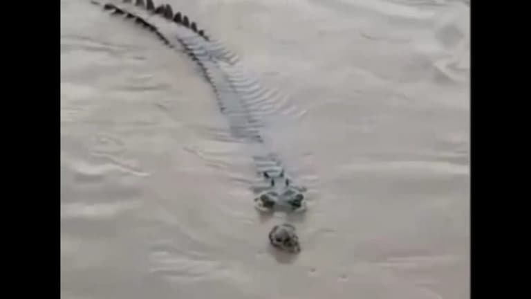 बहराइच: महिला को पानी में खींच ले गया मगरमच्छ, पूरा पैर खा गया, लोग देखते तब तक देर हो गई UP Tak