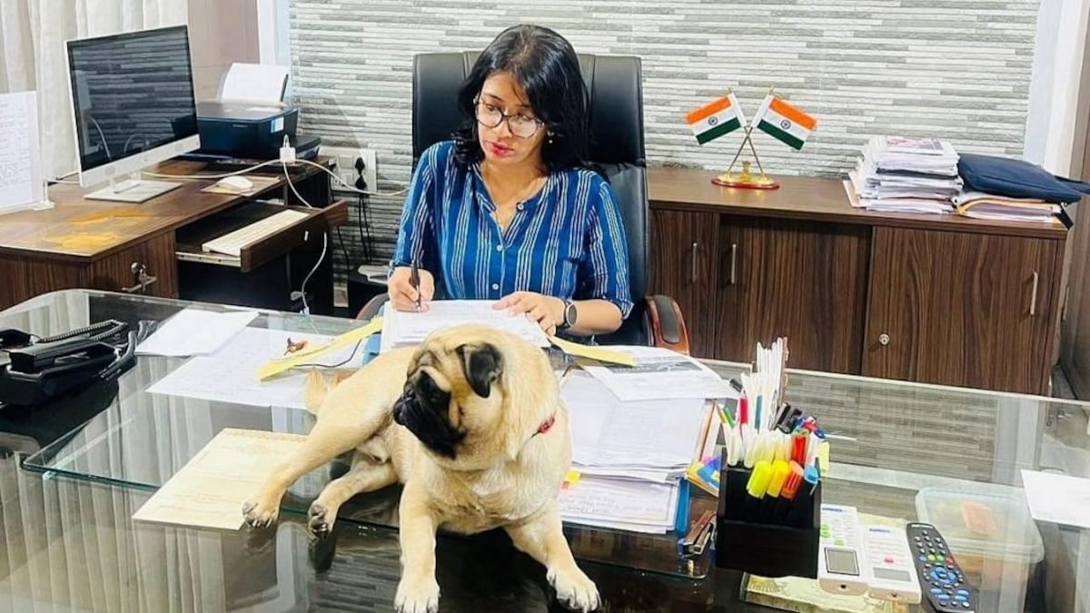 बरेली: कमिश्नर की मेज पर बैठा था डॉगी, फोटो हुआ वायरल, बाद में इस वजह से कर दी डिलीट UP Tak