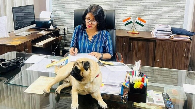 बरेली: कमिश्नर की मेज पर बैठा था डॉगी, फोटो हुआ वायरल, बाद में इस वजह से कर दी डिलीट UP Tak