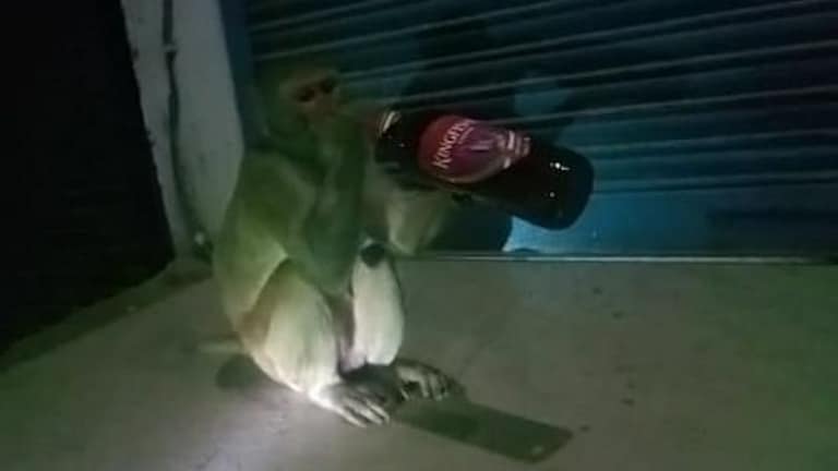 रायबरेली: बंदर को लगी शराब की लत, बीच सड़क पर गटक जाता है बोतल! वन विभाग से एक्शन की मांग UP Tak