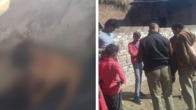 बरेली: अमानवीय! शराबी युवक चखने में काट खा गए 2 पिल्लों के कान और पूंछ, दरिंदगी की हद पार UP Tak