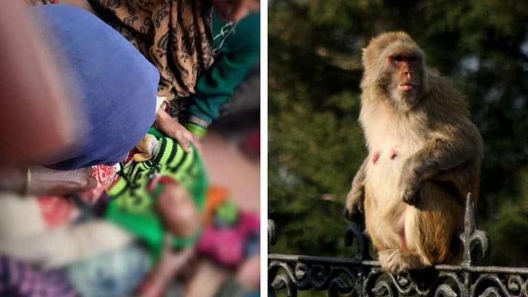 बांदा: आंगन में सो रहा था मासूम, बंदर आया उठाकर छत पर ले गया, फिर वो हुआ जिससे निकल गई चीख UP Tak